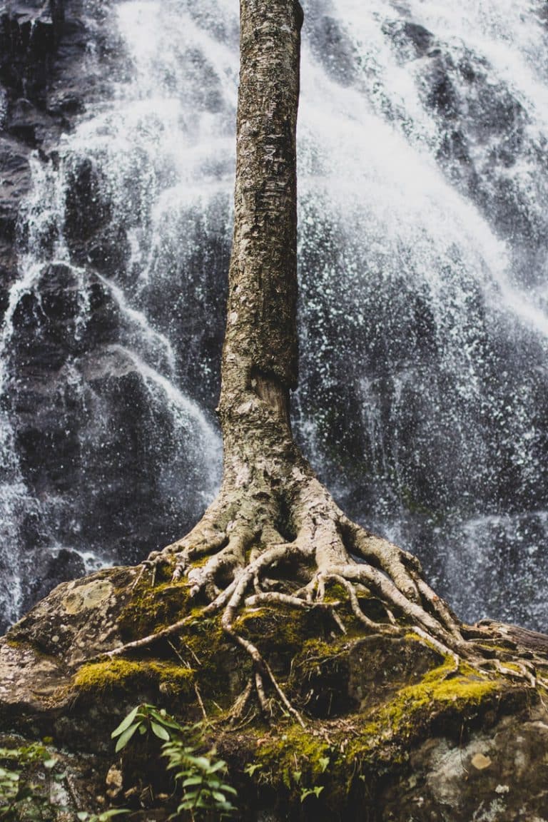 brown tree trunk