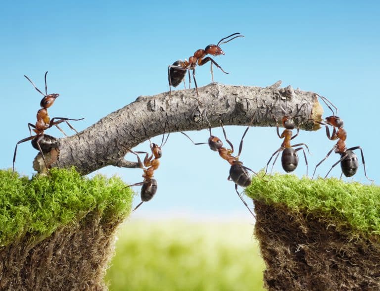depositphotos_7438851-Team-of-ants-constructing-bridge-teamwork